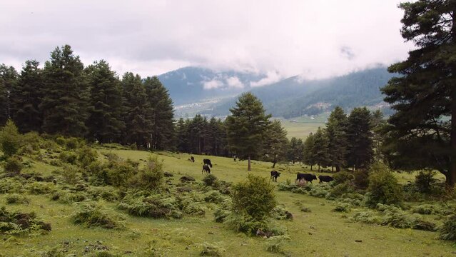 Scenic view of cows grazing on green grass in Phobjikha valley in Bhutan, cows in the meadow.