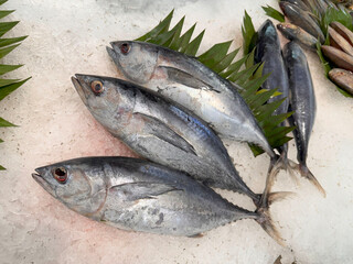 Tuna Mackerel fish fresh in the ice, local produce fish, japanese katsuo fish, or bonito tuna or cakalang or tongkol