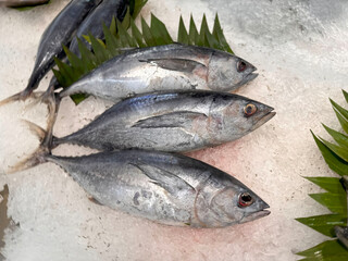 Tuna Mackerel fish fresh in the ice, local produce fish, japanese katsuo fish, or bonito tuna or cakalang or tongkol