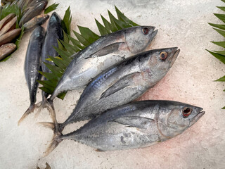 Tuna Mackerel fish fresh in the ice, local produce fish, japanese katsuo fish, or bonito tuna or cakalang or tongkol