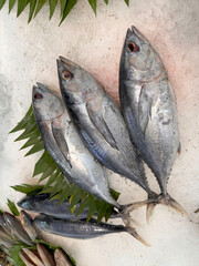 Tuna Mackerel fish fresh in the ice, local produce fish, japanese katsuo fish, or bonito tuna or cakalang or tongkol