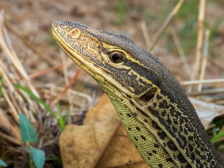 Sand Goanna in Queensland Australia