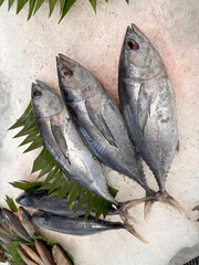 Tuna Mackerel fish fresh in the ice, local produce fish, japanese katsuo fish, or bonito tuna or...