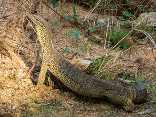 Sand Goanna in Queensland Australia