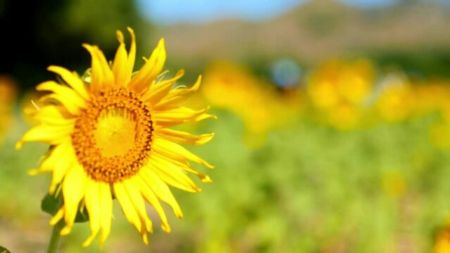 closeup golden sunflower flowers on blue sunny sky. sunflowers waving in the field.