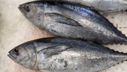 Tuna Mackerel fish fresh in the ice, local produce fish, japanese katsuo fish, or bonito tuna or cakalang or tongkol - obrazy, fototapety, plakaty