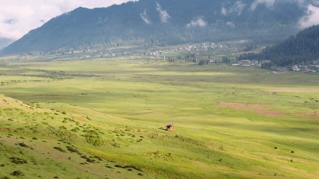 Scenic view of cows grazing on green grass in Phobjikha valley in Bhutan, cows in the meadow.