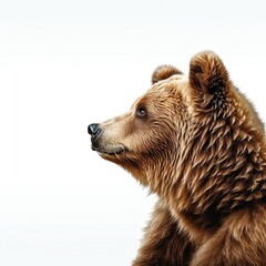 The muzzle of a large brown bear on a white background. Side view.