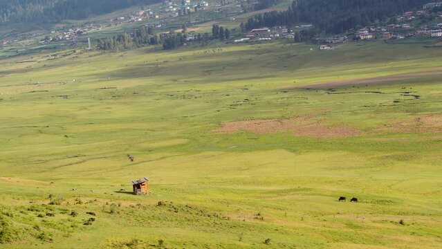 Scenic view of cows grazing on green grass in Phobjikha valley in Bhutan, cows in the meadow.