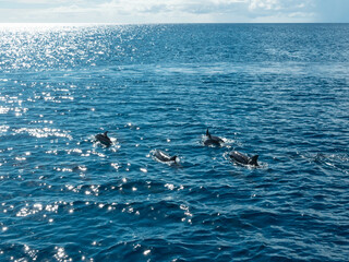 Naklejka premium Dolphin family in the Pacific ocean, Guam Dolphin Cruise