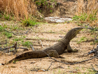 Sand Goanna in Queensland Australia