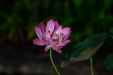 Pink and White Water Lily Night Photograph.