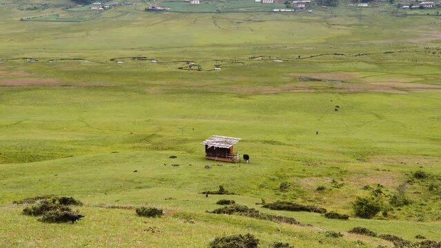 Scenic view of cows grazing on green grass in Phobjikha valley in Bhutan, cows in the meadow.