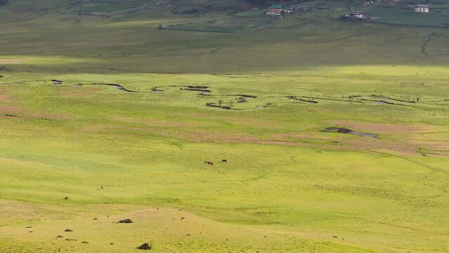 Scenic view of a herd of horses grazing on green grass in Phobjikha valley in Bhutan, horses in the meadow.