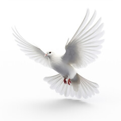 Fototapeta premium White Dove in Flight