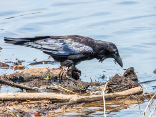 Torresian Crow in Queensland Australia