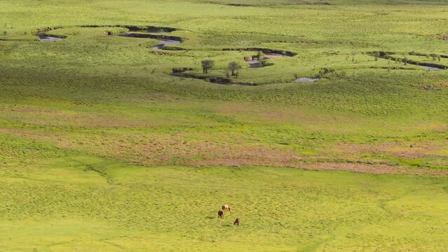 Scenic view of a herd of horses grazing on green grass in Phobjikha valley in Bhutan, horses in the meadow.