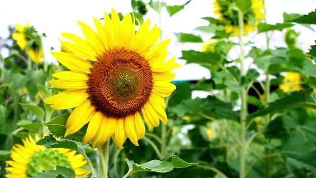 Closeup shot of a yellow sunflower blooming head. Agriculture field with blooming