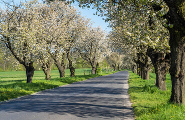 Road between the blossoming cherry treees