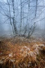 Foggy autumn morning in a birch grove in the mountains