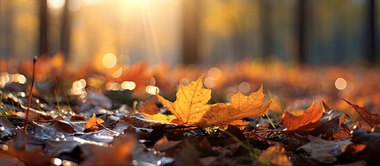 Autumn leaves on forest ground, with water droplets and setting sun