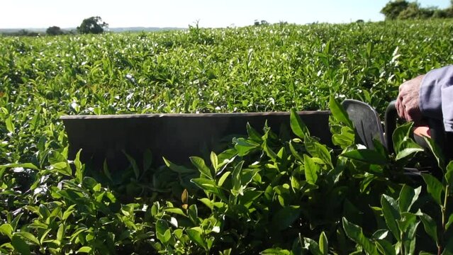 Tractor Harvesting Green Tea Leaves in Argentina.