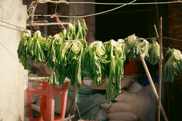 Brassica Juncea or broad leaf mustard hanged to dry for making a traditional khmer pickle mustard...