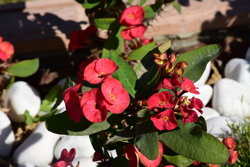 Red Rose Bush Beautiful collection of my Own Photography