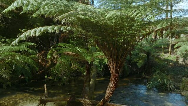 Aerial: Native fern forest and river in the Whakarewarewa Forest, Rotorua, New Zealand