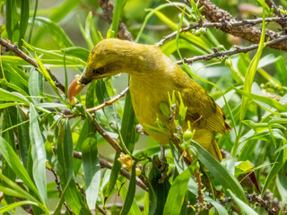 Yellow-tinted Honeyeater in Queensland Australia