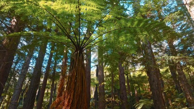 Aerial: Redwood trees and fern forest in Whakarewarewa Forest, Rotorua, New Zealand