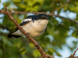 White-winged Triller in Queensland Australia