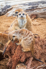 A group of cute meerkats. Meerkat Family are sunbathing.