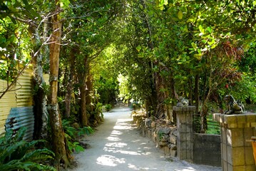 Fukugi Tree Road, Okinawa
