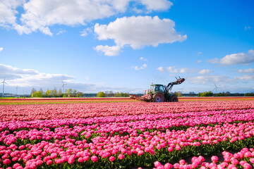 A tractor in a flower field. Agricultural machinery at work. A field with rows of tulips.  The sky...