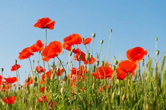 Red poppies on blue sky background © Filimon