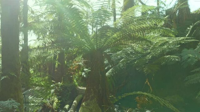 Aerial: Native fern forest and river in the Whakarewarewa Forest, Rotorua, New Zealand