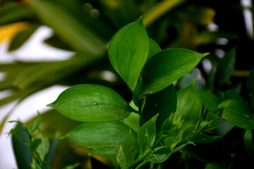 Leaves in the garden 