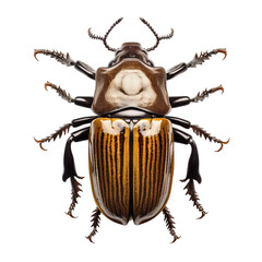 Beetle Isolated