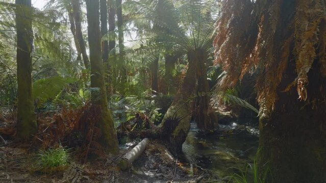 Aerial: Native fern forest and river in the Whakarewarewa Forest, Rotorua, New Zealand