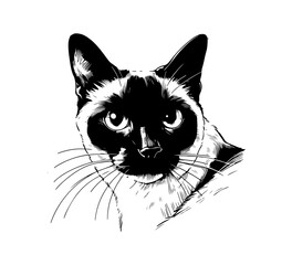 Siamese Cat hand drawn vector graphic asset