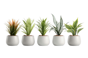 Set Of Plants in Pot