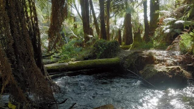 Aerial: Native fern forest and river in the Whakarewarewa Forest, Rotorua, New Zealand