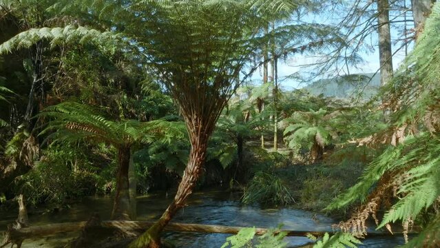 Aerial: Native fern forest and river in the Whakarewarewa Forest, Rotorua, New Zealand