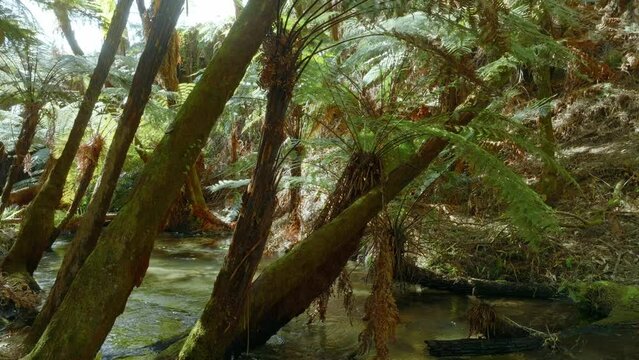 Aerial: Native fern forest and river in the Whakarewarewa Forest, Rotorua, New Zealand