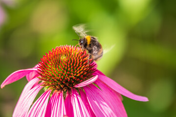 A closeup shot of a bee collecting pollen on a purple echinacea flower
