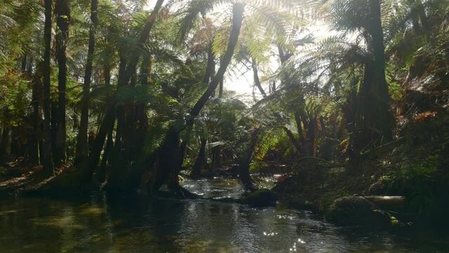 Aerial: Native fern forest and river in the Whakarewarewa Forest, Rotorua, New Zealand