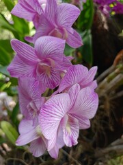 pink and purple orchid blooming beauty nature in garden city Bangkok Thailand
