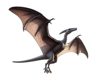 Pteranodon Isolated