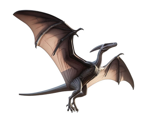 Pteranodon Isolated